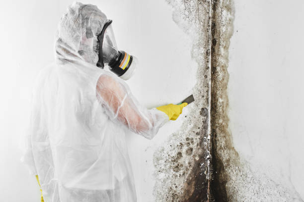 Trusted Breezy Point, MN Mold Remediation Experts